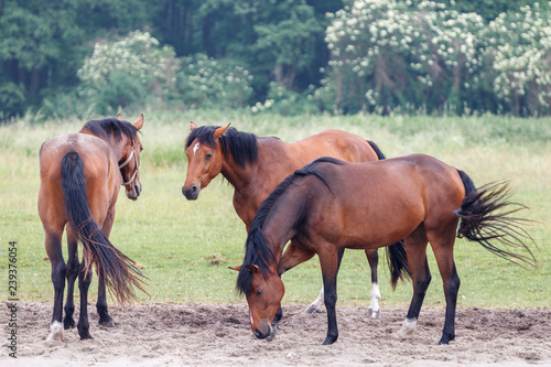 Pferde auf der Wiese © Jrg