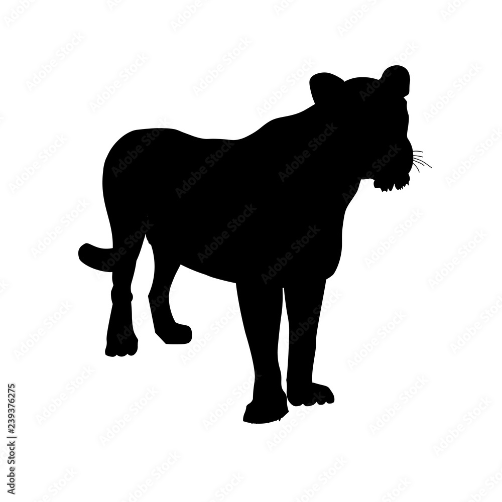Naklejka premium Silhouette of lioness
