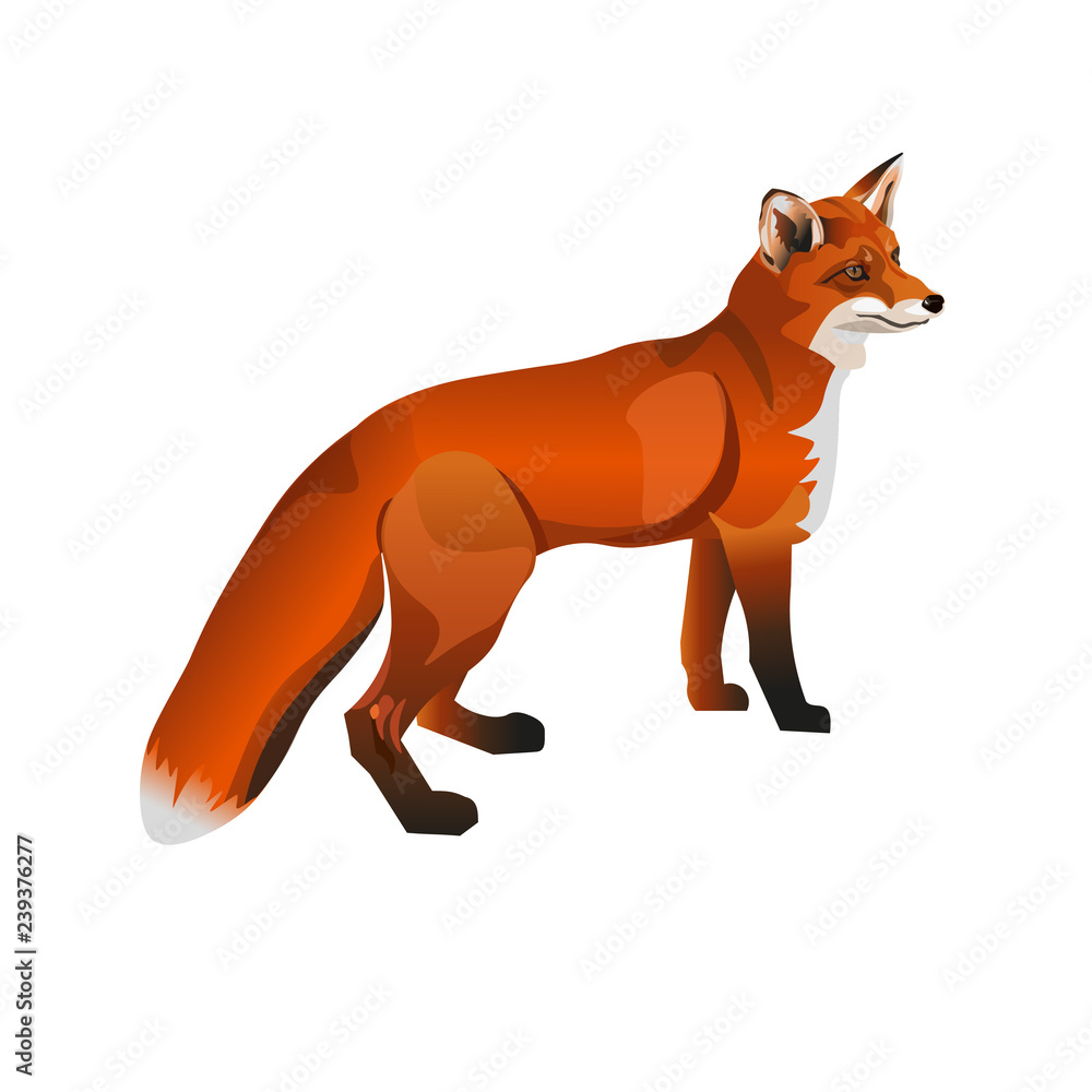 Fototapeta premium Standing red fox.