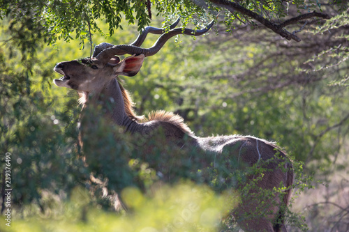 antelope in south africa