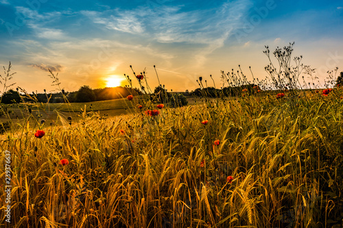 Feld vor aufgehender Sonne