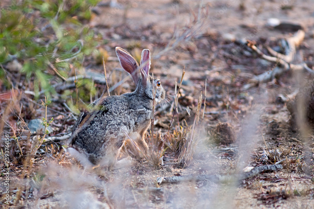 Obraz premium rabbit