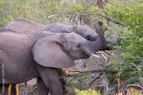 Photography elephants in the bushes