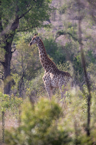 giraffe in african bush