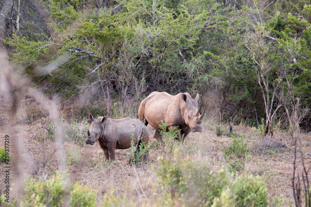Fototapeta premium mama rhino wiht pubert