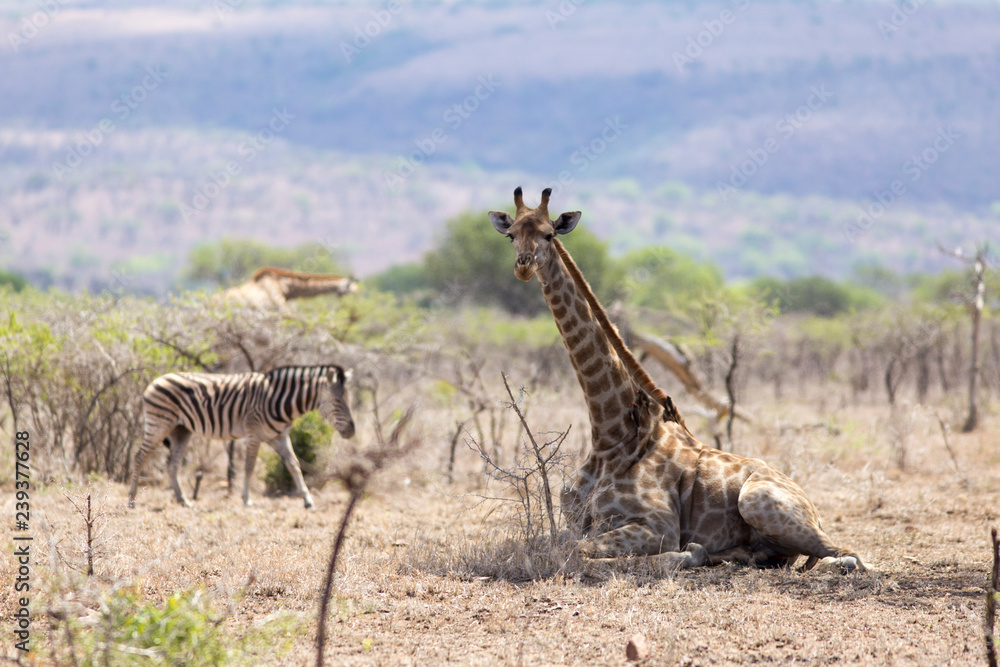 Fototapeta premium giraffe in south africa