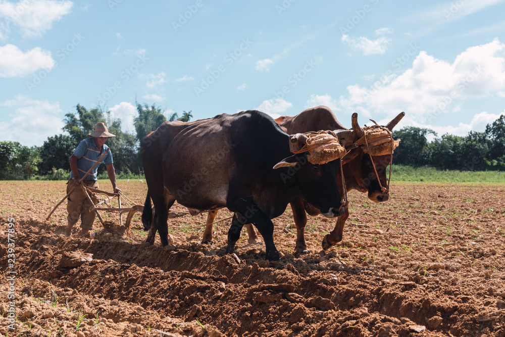 Man cultivating land with plough and oxen in farm near hills Man cultivating land with plough and oxen in farm near hills