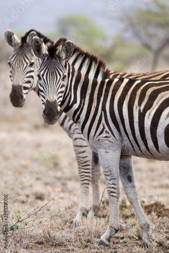 zebras in south africa