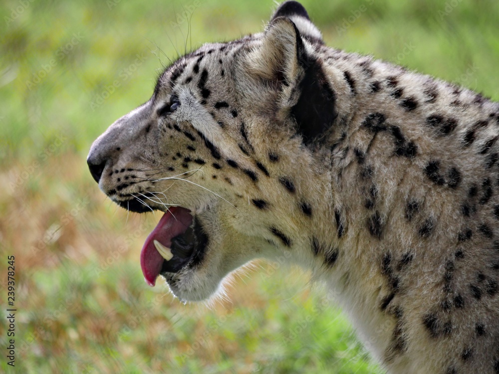 Semi-side view close up of the head of a snow leopard with its tongue and fangs showing. Semi-side view close up of the head of a snow leopard with its tongue and fangs showing.