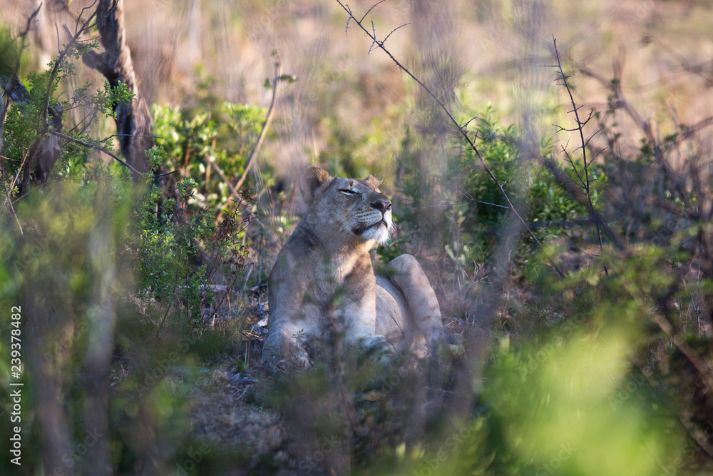 Fototapeta premium South Africa, female lion smelling something