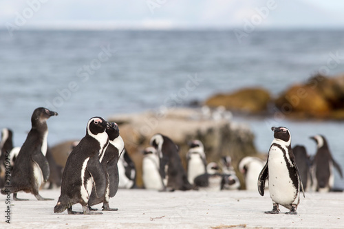 penguins on the coast