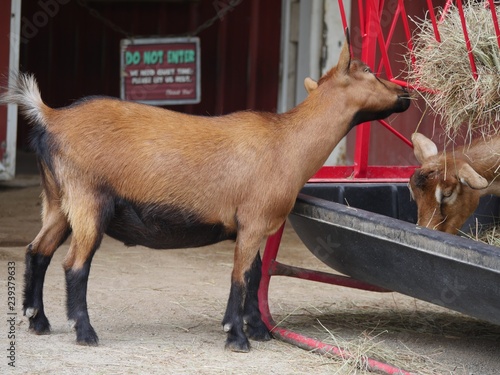 Medium close up of brown goats eating dried grass from a feeder photo