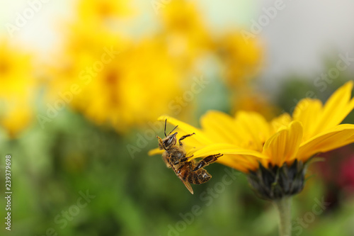 Beautiful flower with honeybee on blurred background. Space for text © New Africa