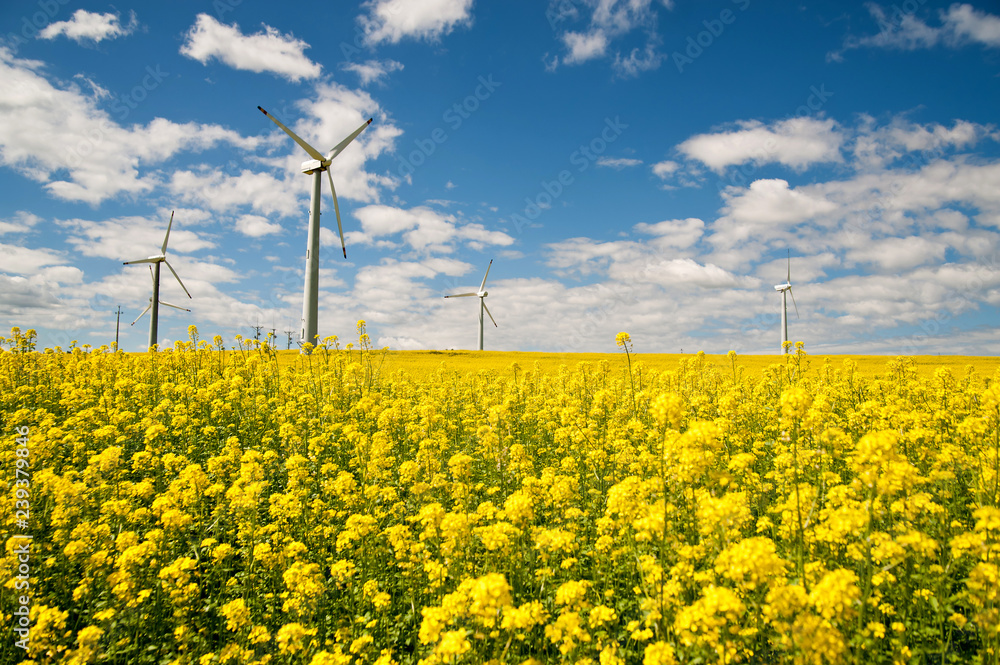 Ecological wind farm on a yellow rape field on a background of blue sky Ecological wind farm on a yellow rape field on a background of blue sky