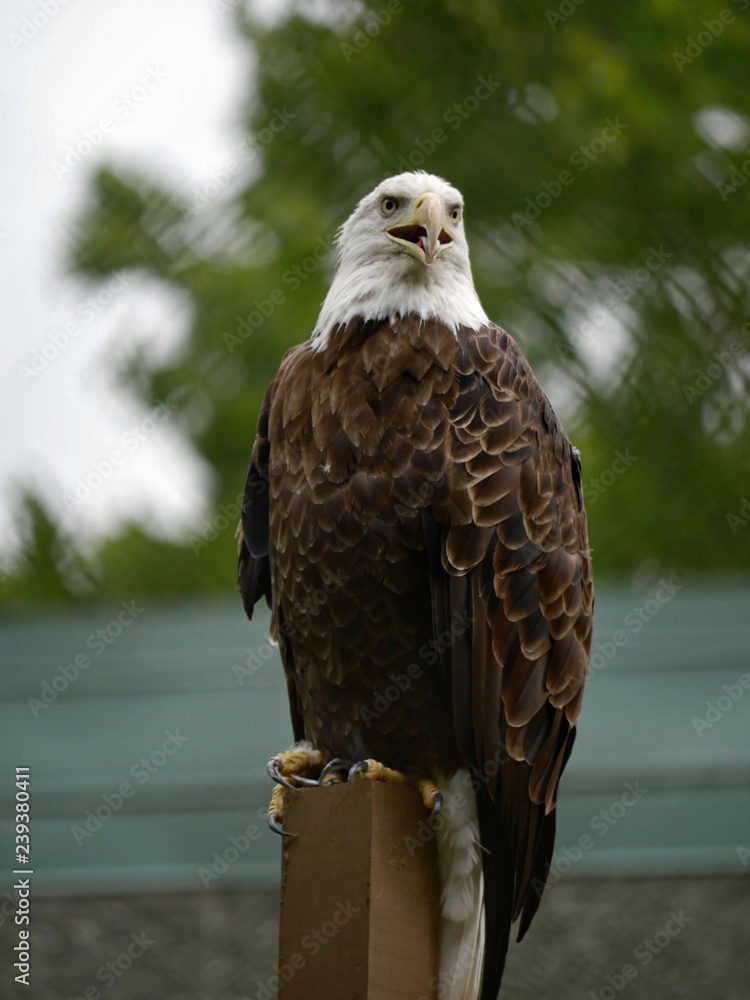 Fototapeta premium Bald eagle perched on a post, with bokeh in the background