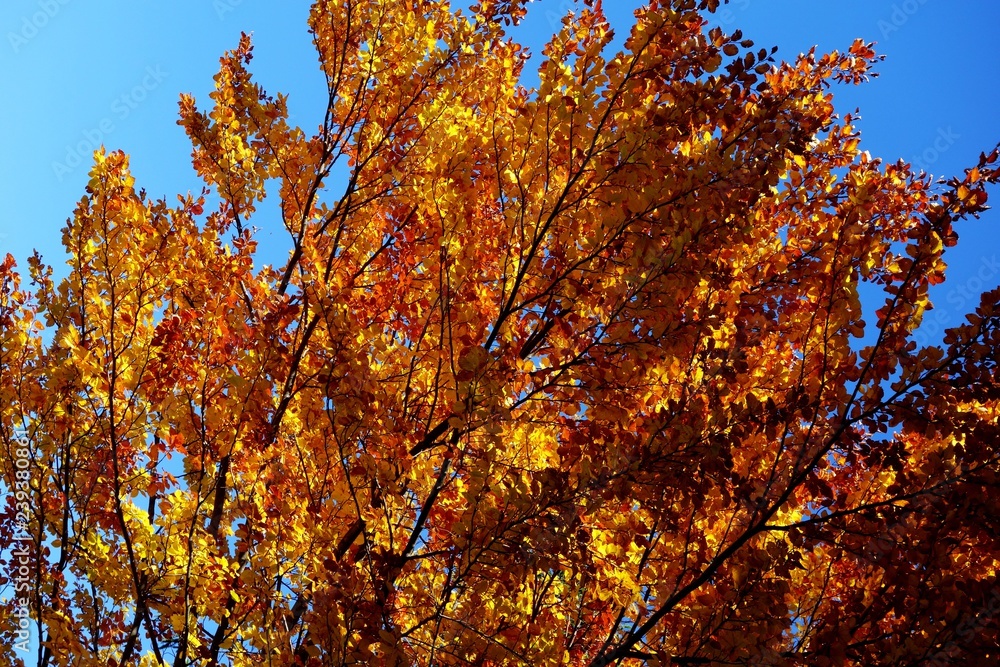 autumn leaves on a tree