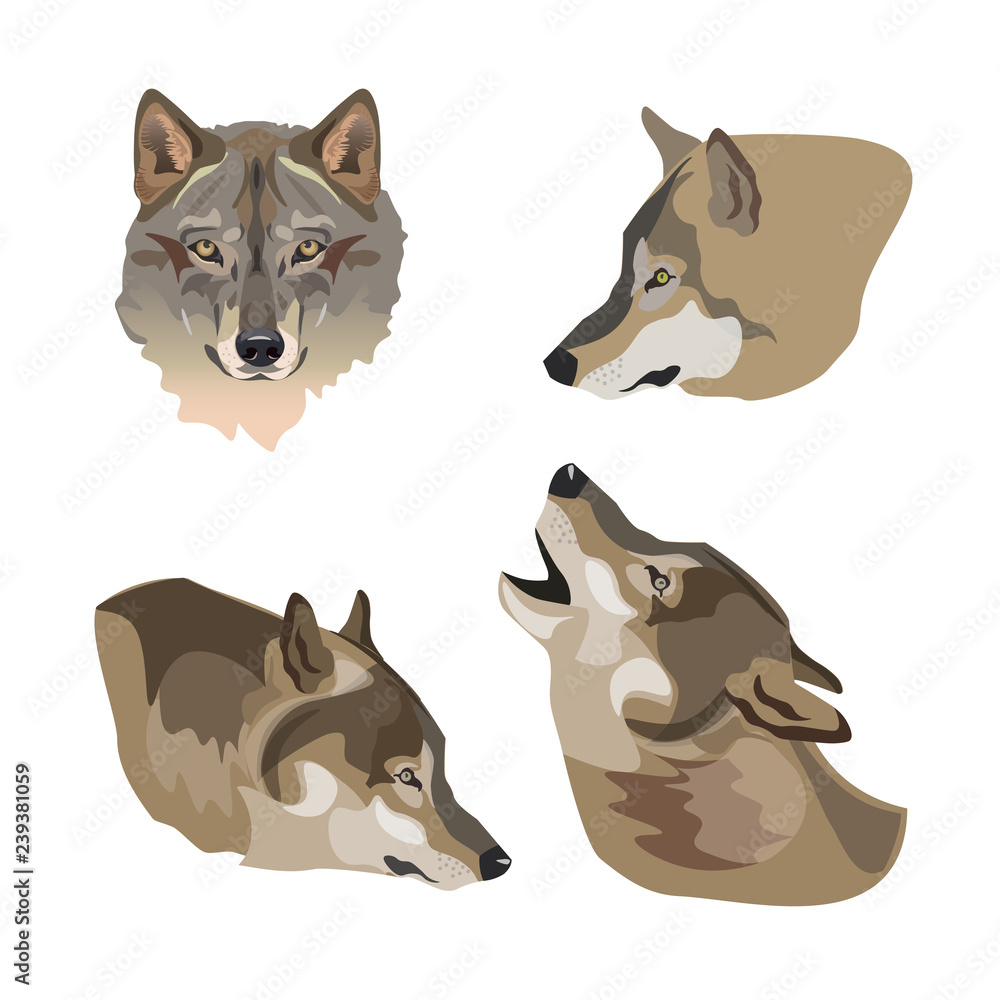 Heads of gray wolves