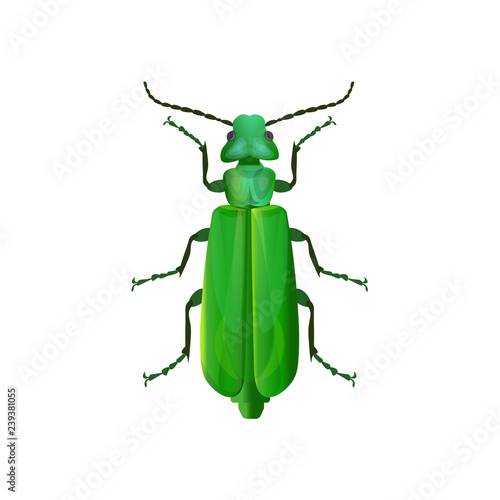 Spanish fly beetle