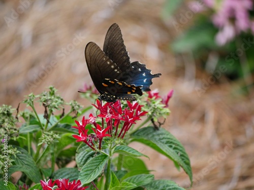 Image of butterfly sucking nectar from flowers in the garden, with blurred background photo