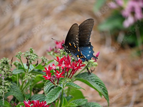 Butterfly perched on flowers sucking nectar photo