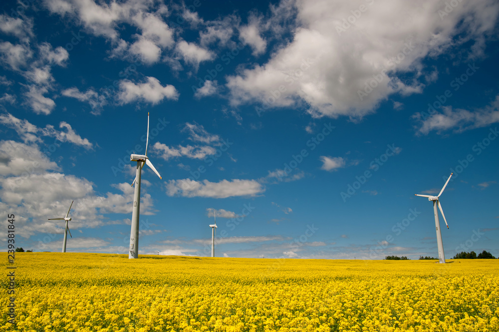 Ecological wind farm on a yellow rape field on a background of blue sky Ecological wind farm on a yellow rape field on a background of blue sky
