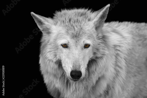 Fotografi Black-white portrait of a bewildered wolf with gray fur and yellow eyes on a bla