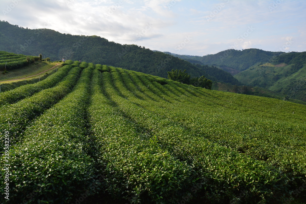 Plantations de Thé Chiang Rai Thaïlande - Tea Fields Thailand