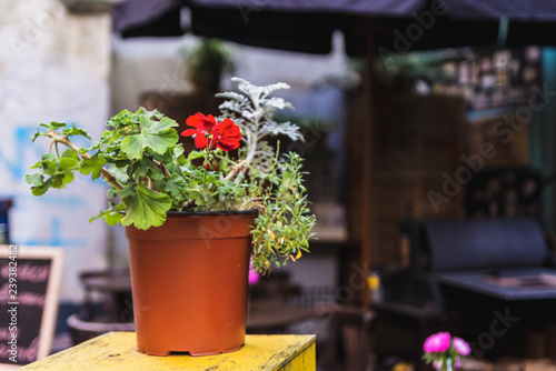 Fototapeta Naklejka Na Ścianę i Meble -  A red geranium flower in a pot stands on the table