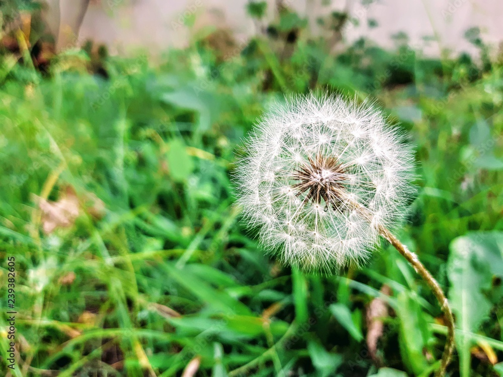 beautiful dandelion on sunny day ready to let your seed fly with the winds. beautiful dandelion on sunny day ready to let your seed fly with the winds.