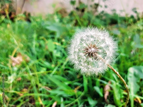 beautiful dandelion on sunny day ready to let your seed fly with the winds.