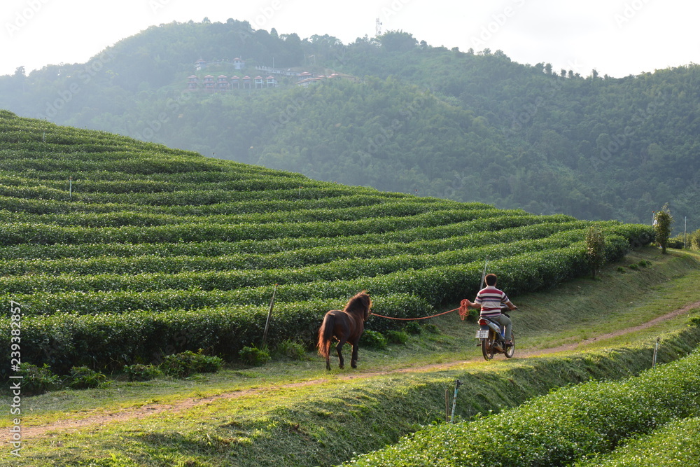 Plantations de Thé Chiang Rai Thaïlande - Tea Fields Thailand Plantations de Thé Chiang Rai Thaïlande - Tea Fields Thailand