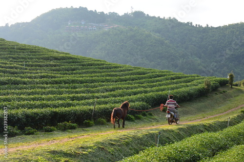 Plantations de Thé Chiang Rai Thaïlande - Tea Fields Thailand © Marc