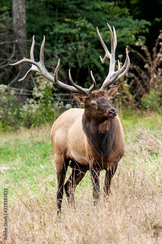Bull elk – Photographed in Elk State Forest, Elk County, Benezette, Pennsylvania © Paul