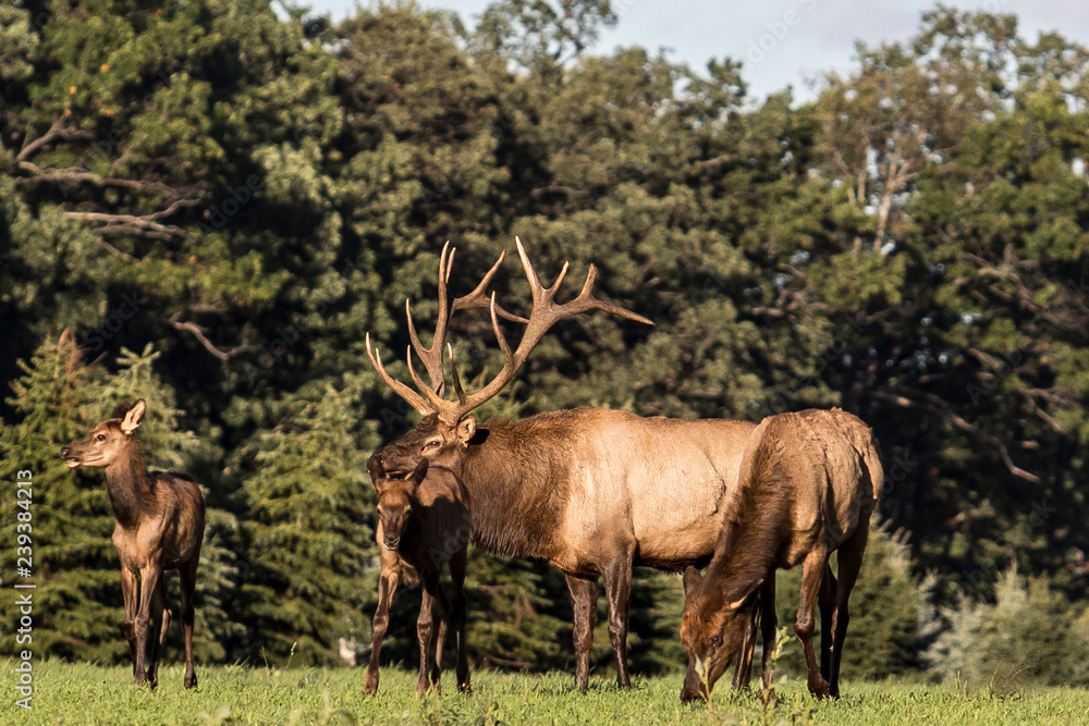 Bull elk – Photographed in Elk State Forest, Elk County, Benezette, Pennsylvania Bull elk – Photographed in Elk State Forest, Elk County, Benezette, Pennsylvania