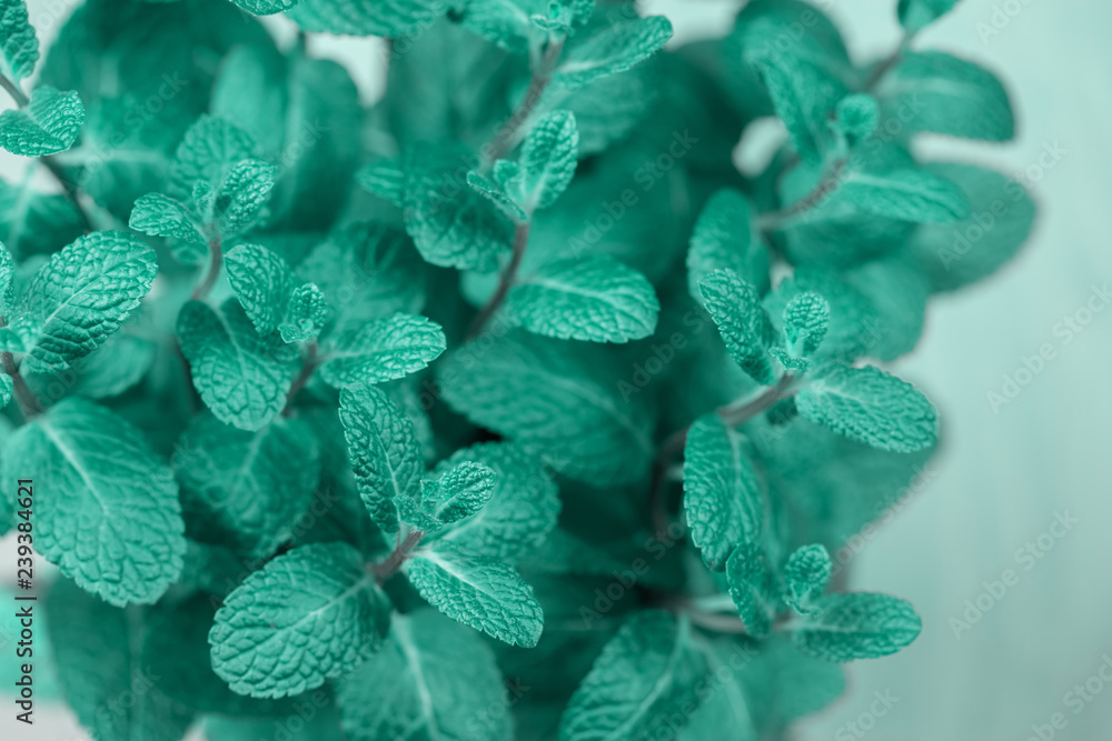turquoise mint plant grow turquoise mint plant grow