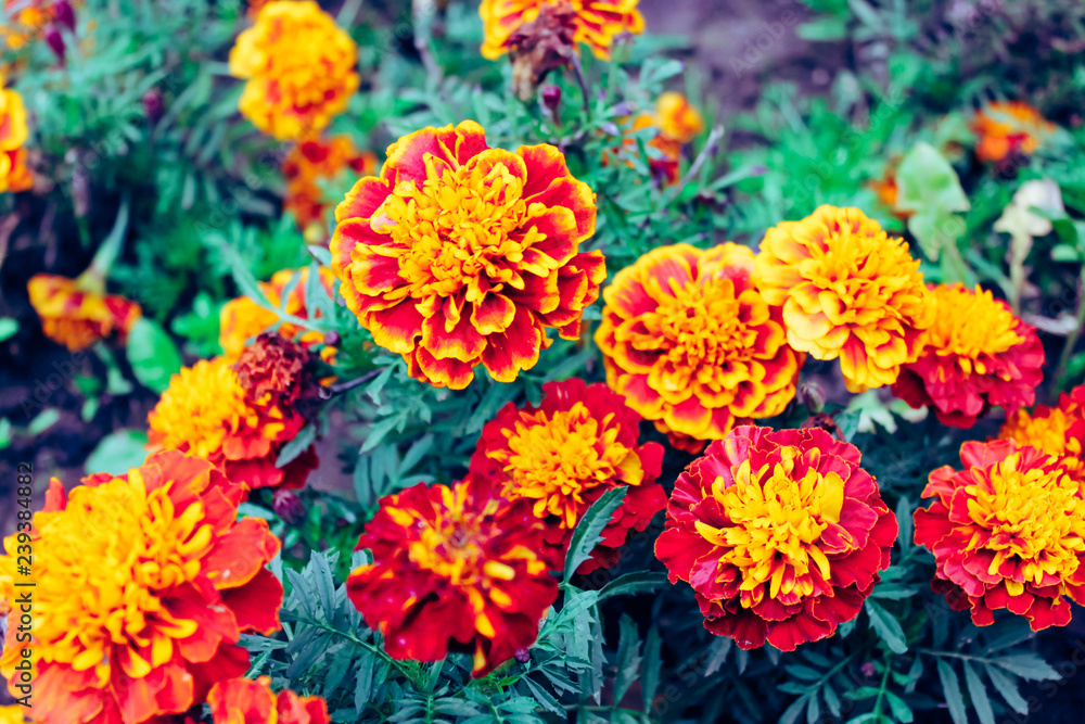 Marigolds, finely coloured Marigolds, finely coloured
