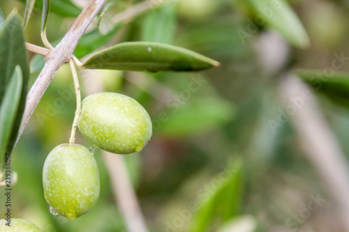 Fotografía Olives in the olive tree