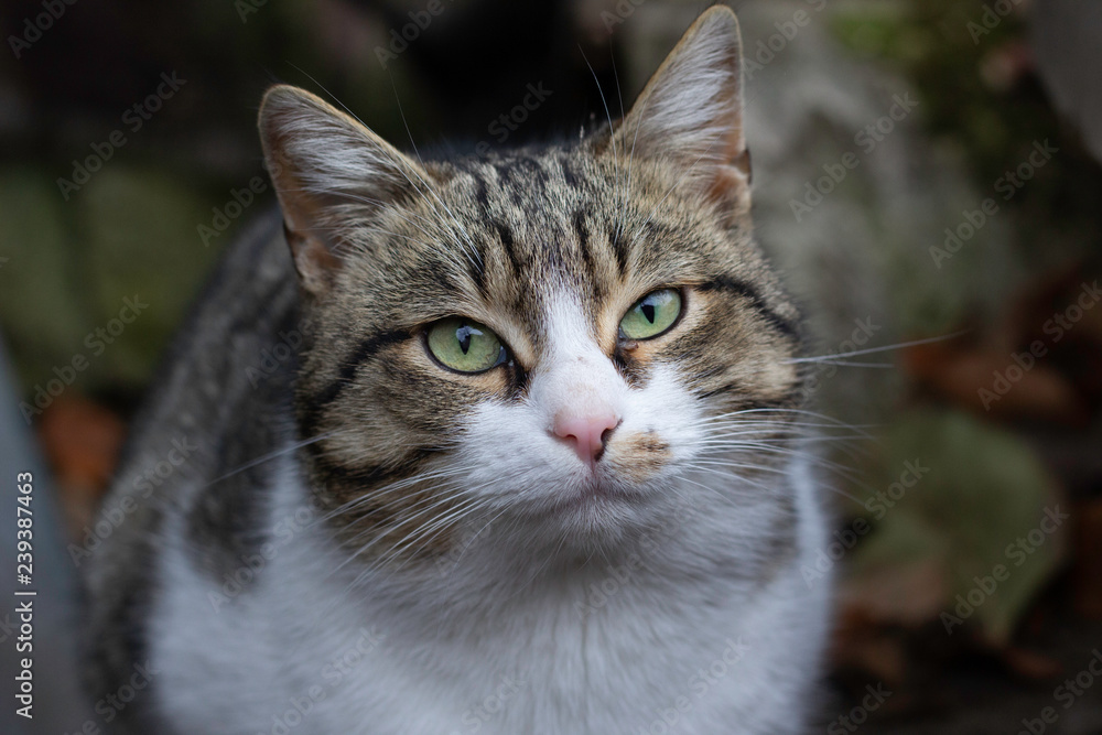 portrait of a satisfied street cat