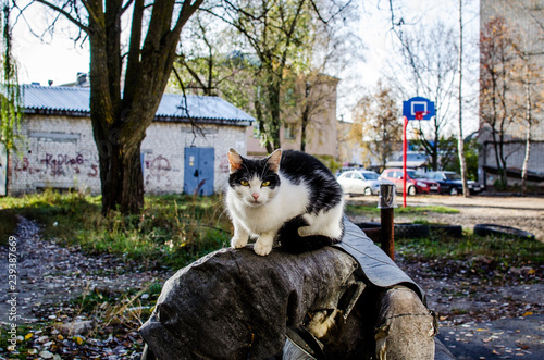 Homeless cat basking on the paratrasse in Russia. A cat that walks by itself. Spotted black and white cat on the street