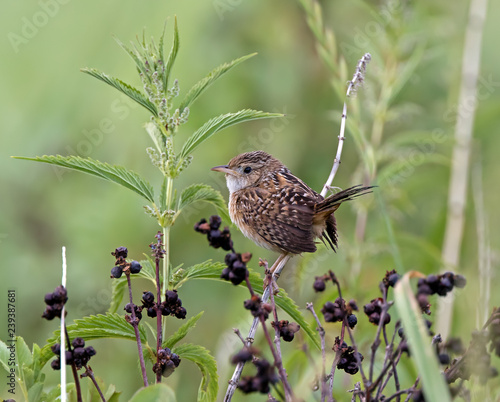 Sedge Wren photo