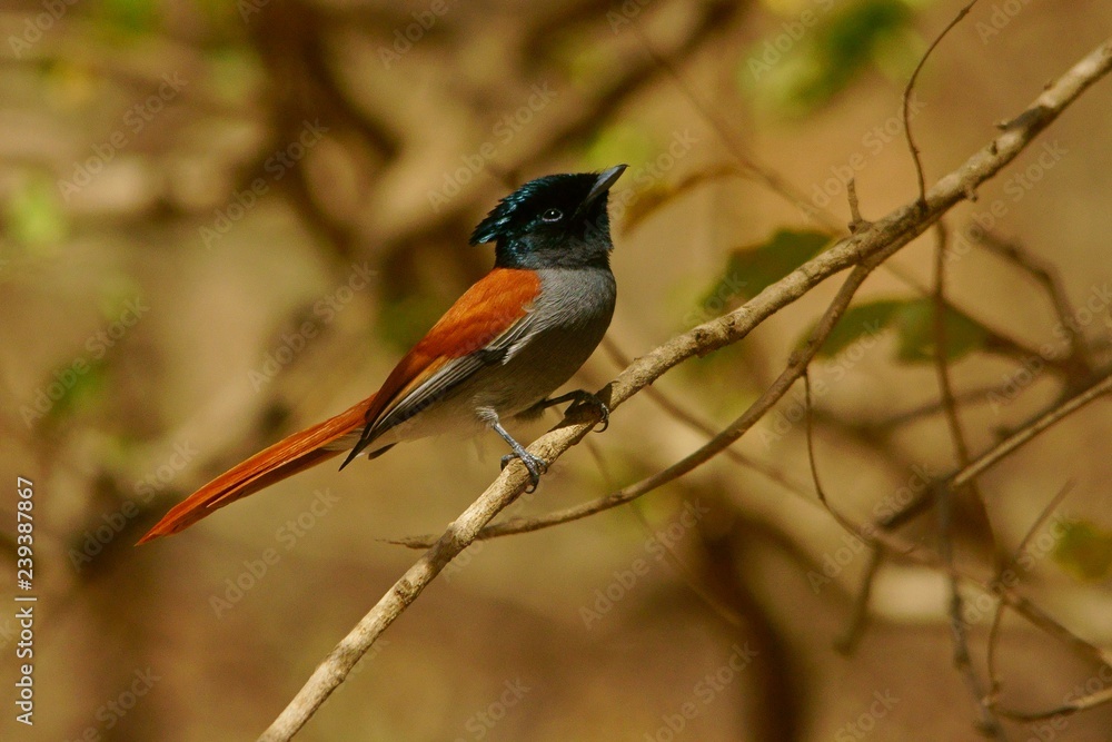 Fototapeta premium African Paradise-Flycatcher / Terpsiphone viridis