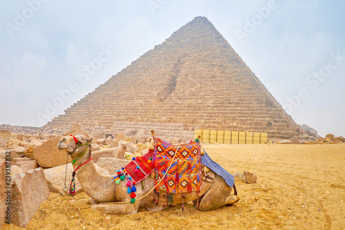 The lonely camel in Giza Necropolis, Egypt photo