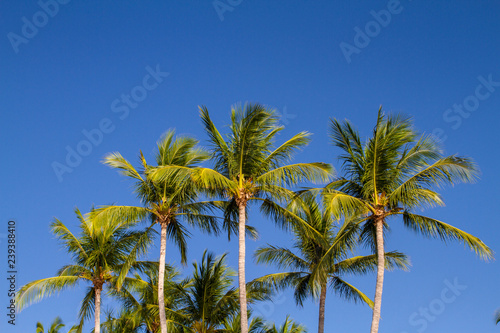 Palm beach © Fabiano