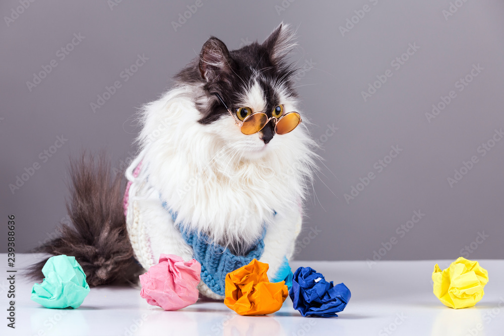cat with glasses near to colorful crumpled paper, concept of crumpled ideas