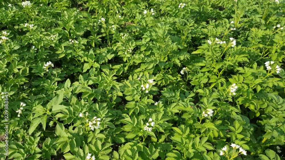 many green potato bushes grow in the garden. potato bushes with flowers many green potato bushes grow in the garden. potato bushes with flowers