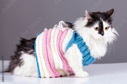 black white cat in knitted winter sweater on gray backgroundblack white cat in knitted winter sweater on gray background photo