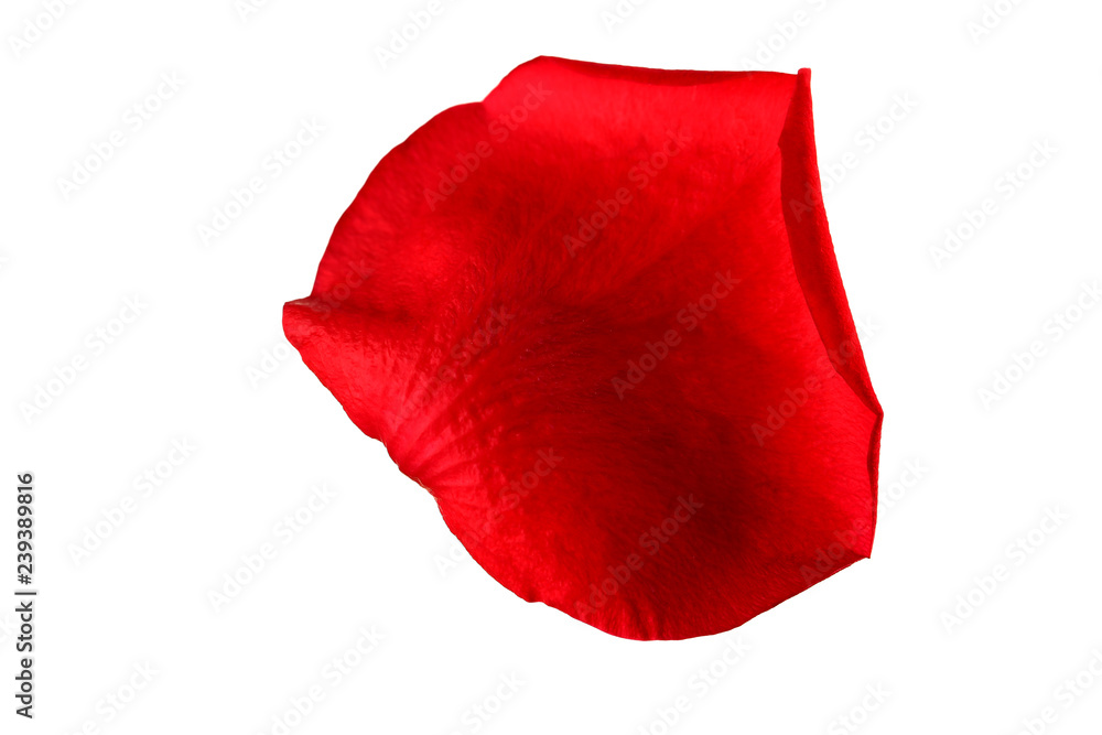Red rose petal isolated on white background Red rose petal isolated on white background