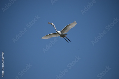 adult Great egret  Ardea alba  in flight