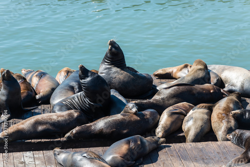 Pier 39 sea lions in San Francisco