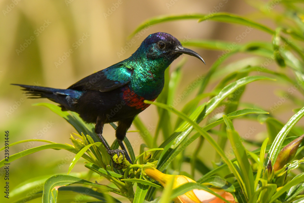 Fototapeta premium A beautiful colorful bird on a green background. Shining Sunbird / Cinnyris habessinicus